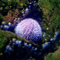 Seeigel Seeigel