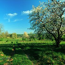 alter Obstgarten bei Pappenberg alter Obstgarten bei Pappenberg