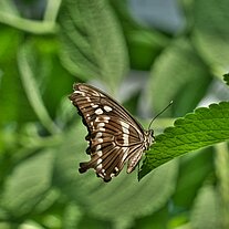 Schmetterling Euploea Core Asien