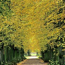 Allee im Schlosspark Allee im Schlosspark