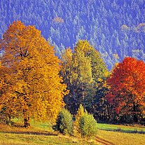 Herbstbäume am Annaberg Herbstbäume am Annaberg