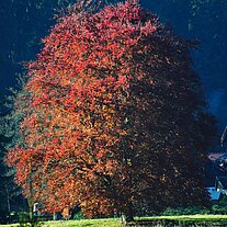 Rotbuche alleinstehend