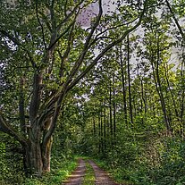 durch den Wald bei alten Bäumen durch den Wald bei alten Bäumen
