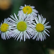 Kamillenblüten Kamillenblüten