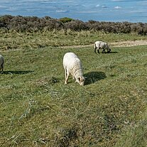 Schafe am Rudjerg Knude Fyr Schafe am Rudjerg Knude Fyr
