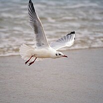 Möwe im Flug