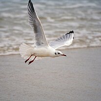 Möwe im Flug Möwe im Flug