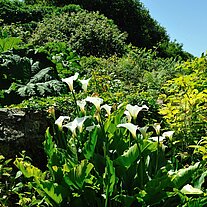 Trompetenblumen im Garten des Jaques Prévert Trompetenblumen im Garten des Jaques Prévert