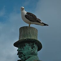 eine Möve auf dem Zylinder eine Möve auf dem Zylinder