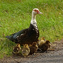 Entendame mit ihren Jungen