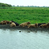 Hochlandrinder am Ufer Hochlandrinder am Ufer