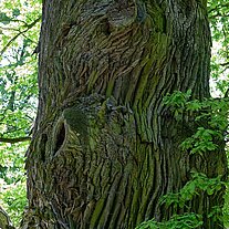Eichenstamm