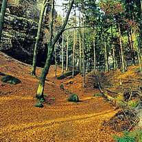 Herbstwald Herbstwald