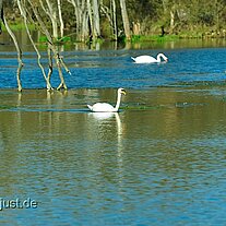 Schwäne auf dem Weiher Unterfrankenohe Schwäne auf dem Weiher Unterfrankenohe