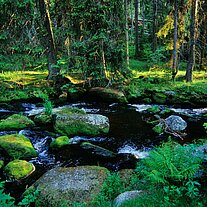 der Hammerbach der Hammerbach