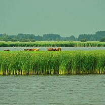 Schilflandschaft mit Hochlandrindern Schilflandschaft mit Hochlandrindern