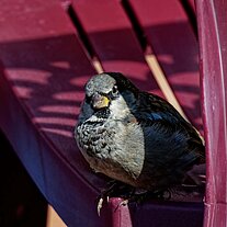 Spatz auf dem Stuhl