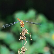 Libelle blutrote Heidelibelle Libelle blutrote Heidelibelle