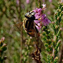 Schwebfliege an Heidekraut Schwebfliege an Heidekraut