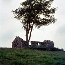 Haus - Ruine mit Baum