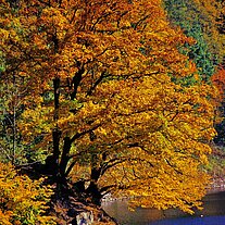 Baum am See Baum am See