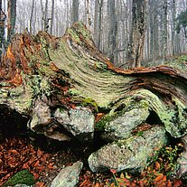Baumstumpf mit Struktur Baumstumpf mit Struktur