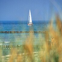 Segelboot durch Schilf