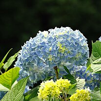 blaue Hortensien blaue Hortensien
