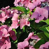 Hortensienblüten Hortensienblüten