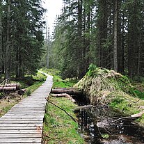Knüppelweg durch das Zigeunerfilz Knüppelweg durch das Zigeunerfilz