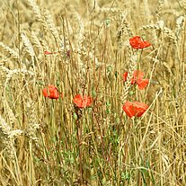 Mohnblumen im Feld Mohnblumen im Feld