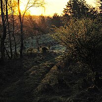 Weg im Gegenlicht Weg im Gegenlicht