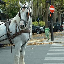 Kutschengaul wartet am Zebrastreifen