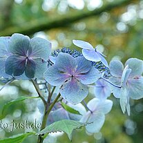 Hortensienblüten Hortensienblüten