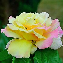 Rosenblüte gelb und rosa Rosenblüte gelb und rosa