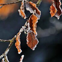 braune Buchenblätter mit Rauhreif braune Buchenblätter mit Rauhreif