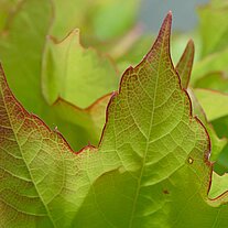 Ahornblätter mit rotem Rand