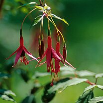 Fuchsie Fuchsie