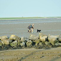 Paar geht mit Hund im Watt Paar geht mit Hund im Watt