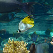 Pilotfisch