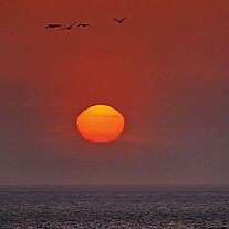 Vögel fliegen durch die aufgehende Sonne Vögel fliegen durch die aufgehende Sonne