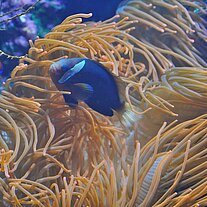 Korallenpracht im Aquarium
