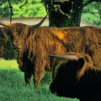 Highland Cattle Bulle Highland Cattle Bulle