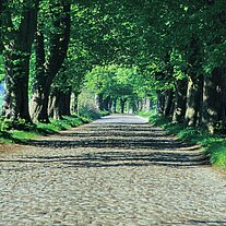 Kopfsteinpflaster Allee zum Schloß Granitz Kopfsteinpflaster Allee zum Schloß Granitz