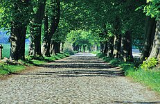 Kopfsteinpflaster Allee zum Schloß Granitz