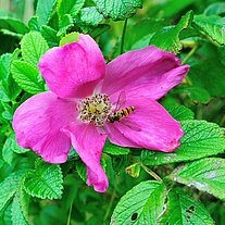 Hagebuttenrose Hagebuttenrose