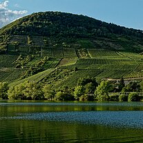 Weinberg an der Mosel