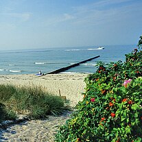 Strand mit Rosensträuchern Strand mit Rosensträuchern
