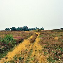 Weg in der Heide Weg in der Heide