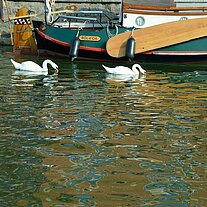Schwäne im Hafen Schwäne im Hafen